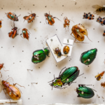 Resistência a insetos e mofo